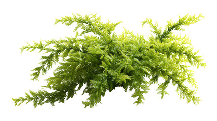 Obraz premium Vibrant green fern bush with delicate fronds isolated on transparent background