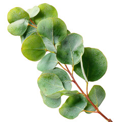 Eucalyptus branch with water droplets isolated on transparent background