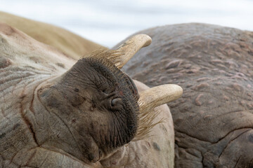 Morse, Odobenus rosmarus, Spitzberg, Svalbard, Norvège