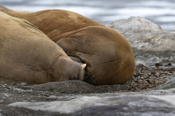 Morse, Odobenus rosmarus, Spitzberg, Svalbard, Norvège