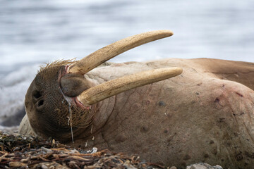 Morse, Odobenus rosmarus, Spitzberg, Svalbard, Norvège