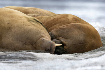 Morse, Odobenus rosmarus, Spitzberg, Svalbard, Norvège