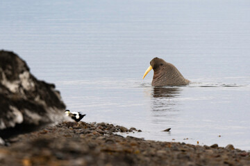 Morse, Odobenus rosmarus, Spitzberg, Svalbard, Norvège