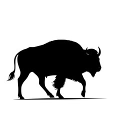 Silhouette of a buffalo walking slowly in profile view