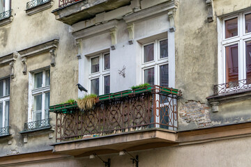 weathered balcony of an old tenement building with a metal railing, potted plants, and a pigeon...