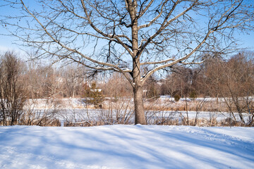 A serene winter landscape featuring a tree with bare branches, surrounded by snow and a gentle river, under a clear blue sky