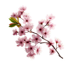 Naklejka premium Delicate pink cherry blossom branch with green leaves isolated on transparent background
