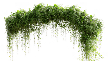 Lush green hanging vine archway with cascading tendrils isolated on transparent background