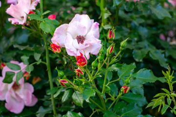 pale pink roses in a garden, surrounded by green leaves and rosebuds. Soft natural light highlights...