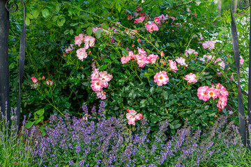 Blooming pink climbing roses on a metal trellis, surrounded by a purple catmint flowerbed. A...