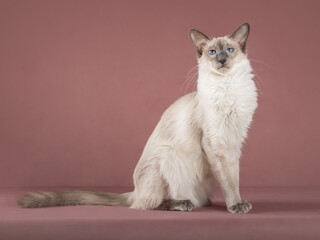 Slender adorable balinese cat on pink isolated background