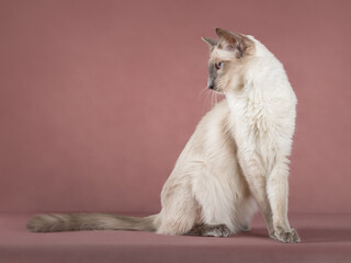 Slender adorable balinese cat on pink isolated background