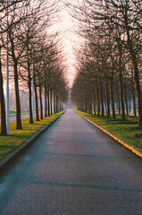 Avenue of trees along the street