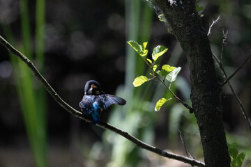 Bird perched on a branch near still water surrounded by lush vegetation in a tranquil natural setting