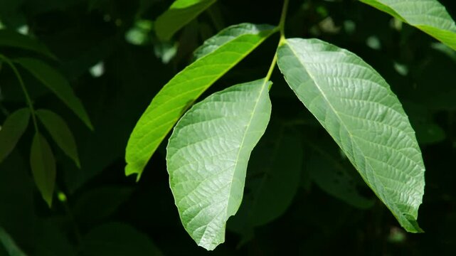 Photosynthese von Bl&auml;ttern im Sonnenlicht. Chloroplasten Zellen  Energieumwandler verwandeln mit Hilfe der Sonnenenergie Kohlendioxid CO2 und Wasser in Kohlenhydrate und Sauerstoff 
