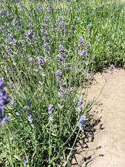 Lush bushes of purple lavender with tall thin stems and green leaves against the background of gray dry earth, close-up, side view. Sunny clear day. Landscape design. Ornamental shrubs.