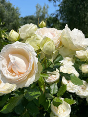 Lush branch of blossoming beige roses and buds against the background of green trees and blue sky, close-up, side view. Delicate flowers are flooded with sunlight. Summer season. Landscape.