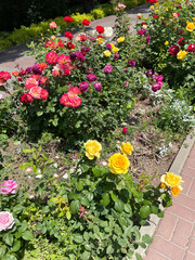 Large rectangular front garden with green bushes of pink, yellow and red roses against the background of gray earth and grass, surrounded by paving slabs, close-up, side view. Sunny summer day.