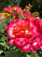 Large lush blossoming rose with petals of white-yellow color smoothly turning into rich pink color at the edges against the background of roses and green trees, close-up, side view. Summer sunny day.