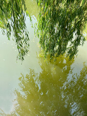 Long willow branches with green leaves hang over a lake with muddy water in the sun's rays touching the surface of the water leaving their reflection and shadow, close-up, view from above. Summer day.