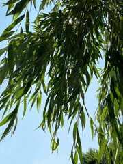 Branches of green willow with long thin leaves against blue cloudless sky, close-up, view from below. Sunny summer day. Leaves in the shade.