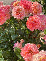 Bush of lush blossoming peach-colored roses, green leaves and stems of which are covered with small midges, close-up, side view. Insect pests. Sick plant. Care is needed. Sunny summer day.