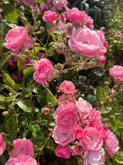 A lush bush of blossoming pink roses with green leaves, the stems of which are covered with small midges, close-up, side view. Insect pests. Sick plant. Care is needed. Sunny summer day.