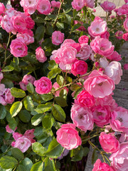Lush blossoming pink roses with green leaves covered with small midges and illuminated by sun rays against a wooden surface, close-up, top view. Insect pests. Sick plant. Needs care. Summer season.