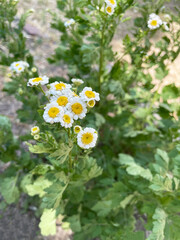 Small lush chamomile flowers with wide white petals and a round yellow velvet center against the background of wide green leaves of their bush and gray dry earth, close-up, top view. Summer season.