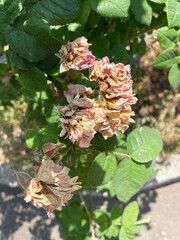 Faded dried rose flowers with green lush leaves against the background of the ground and gray...