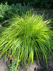 Lush bush of aureola of round shape with long thin leaves partially illuminated by sun rays against the background of grass and gray earth, close-up, side view. Landscape design. Ornamental grass.
