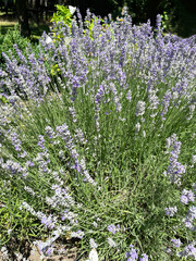 Lush bush of blooming purple lavender with thin long stems and small green leaves against the background of green trees, close-up, side view. Park. Summer sunny day. Landscape design.