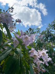 Fragment of a lush tree with pale purple flowers and green leaves against a blue sky with a gray cloud and other trees, close-up, bottom view. Sunny summer day. Ornamental tree. Landscape design.