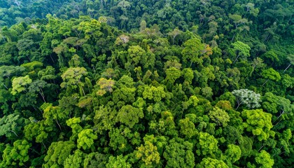 Naklejka premium Vast Lush Rainforest Canopy From Above Showing Dense Green Trees