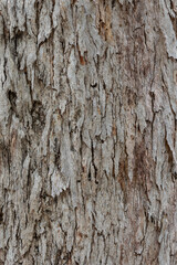 bark of a tree close up