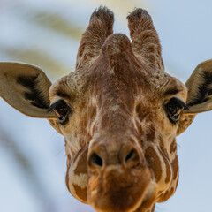 close up of giraffe head