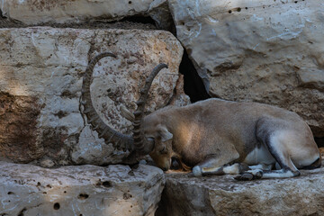 mountain goat on the rock