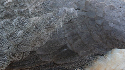 white and black bird feathers © AlexTow