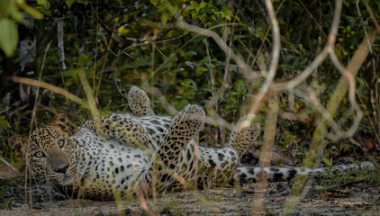 𝗧𝗵𝗲 𝗦𝗿𝗶 𝗟𝗮𝗻𝗸𝗮𝗻 𝗟𝗲𝗼𝗽𝗮𝗿𝗱