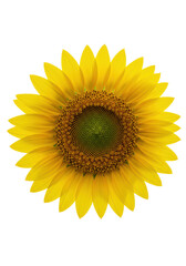 Pristine sunflower with vibrant yellow petals and deep green central disc with intricate Fibonacci spiral, isolated on a transparent studio background with ample copy space, high-angle macro view,