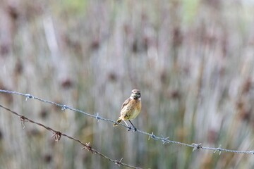 Horizontal wildlife photo of Saxicola rubicola perched on barbed wire. Soft natural color palette. Taken in Arrocampo Ornithological Park, Spain