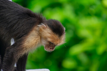 Fototapeta premium White Face Monkey