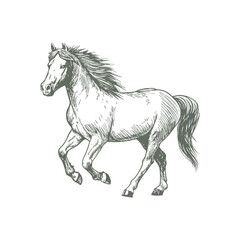 A sketch art of a horse running, showing the initial outline