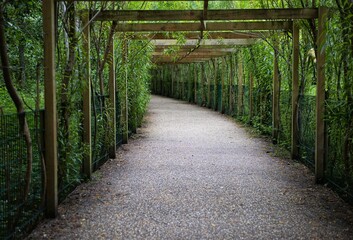  wooden path in the forest