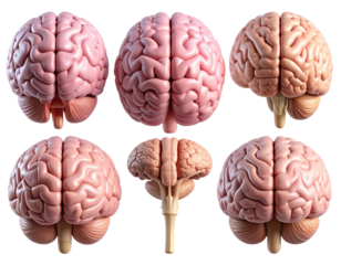  Set of Human Brain Illustrations from Side, Top, and Front Views, isolated on a transparent background png