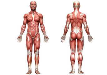 Human muscular system front and back view isolated on transparent background