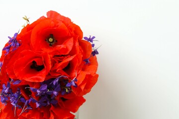 Beautiful bouquet with red poppies on white background