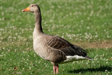 Greylag goose standing on green grass in a meadow
