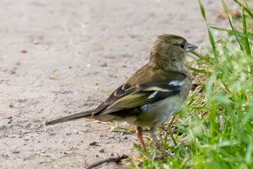 Small bird foraging in green grass on dirt path