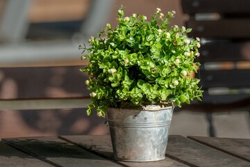 Small decorative plant growing in metal pot on wooden table